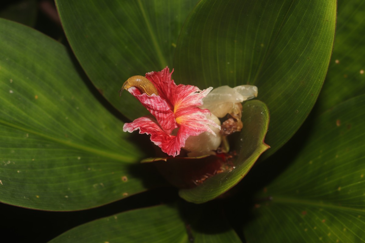 Costus erythrophyllus Loes.